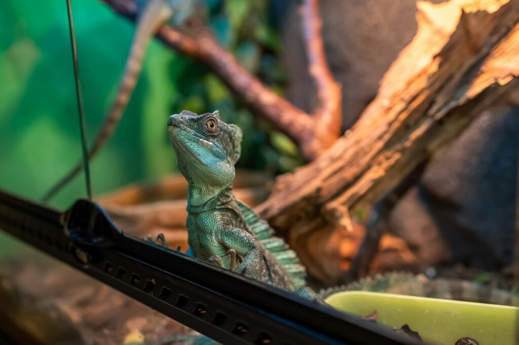 a big green lizard gets dressed up to the glass of the terrarium and watches what is happening