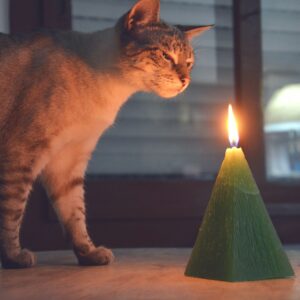 A tabby cat smelling a candle on fire