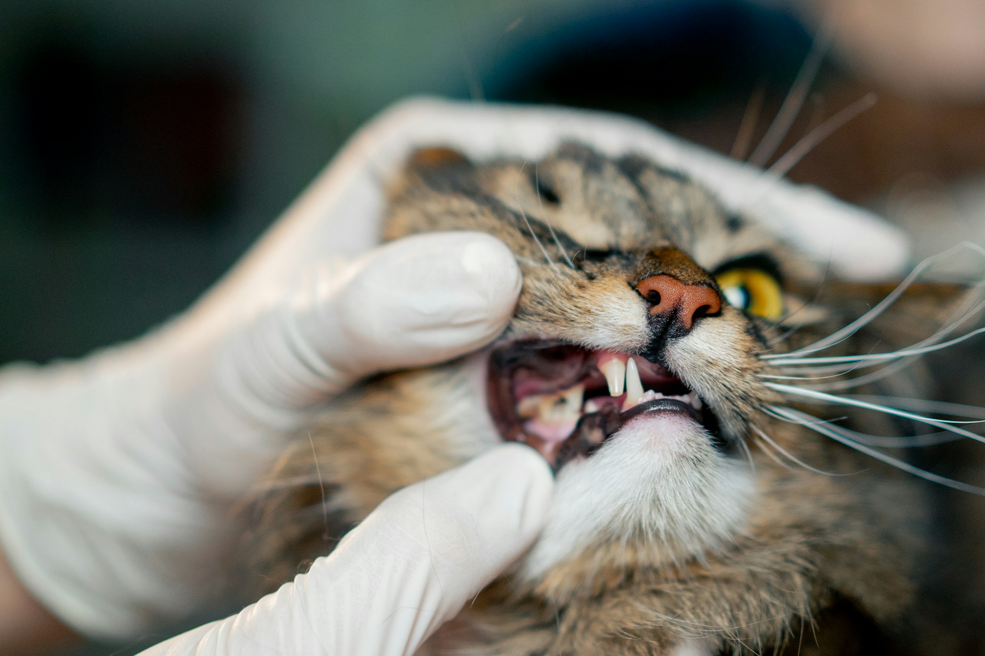 close up in a veterinary clinic veterinarian checks the condition of a cat's teeth
