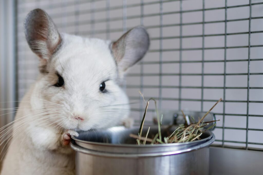 Cute chinchilla of white color is sitting in its house near to bowl with hay.