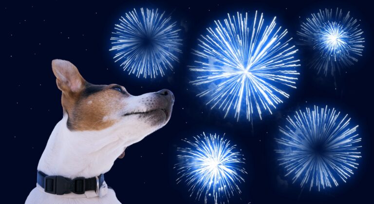 Dog head against sky with colored fireworks. Safety of pets during fireworks concept