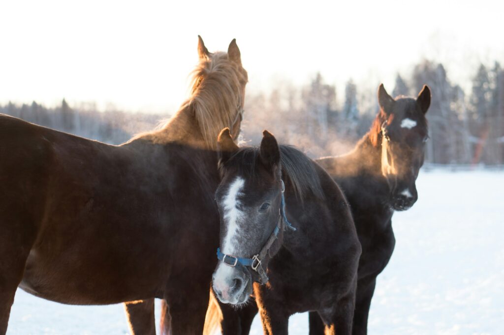 Group of horses walking in winter day