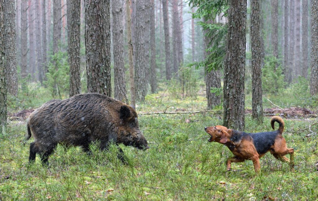 Hunting with hound on wildboar