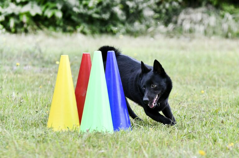 obedience training with a Schipperke