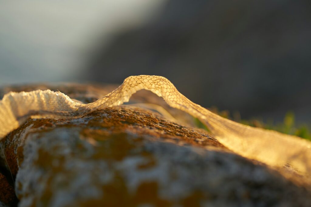peeling skin of a snake on the sand in the mountains in nature