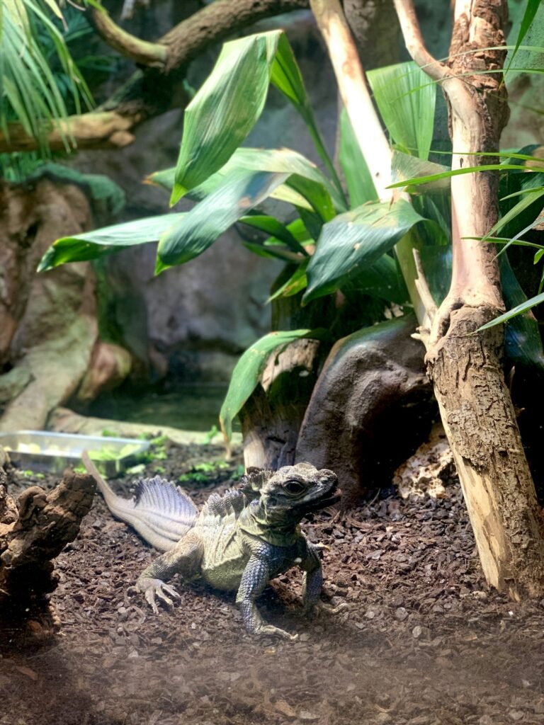 Reptile in the Zoo
