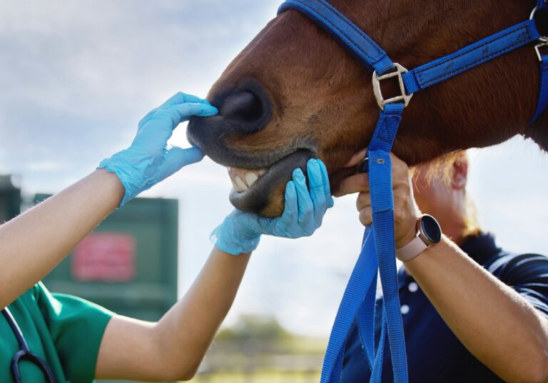 Shot of a unrecognizable veterinarian doing a checkup on a horse on a farm