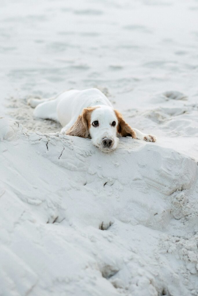 white cheerful young dog spaniel