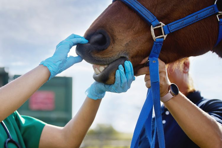 Shot of a unrecognizable veterinarian doing a checkup on a horse on a farm